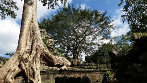 Ta Prohm Angkor Siem Reap Kambodja