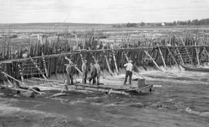 Fiske Kukkolaforsen Tornedalen Norrbotten