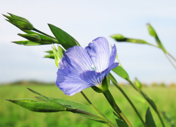 Sandbergs Resor Historia & Kultur